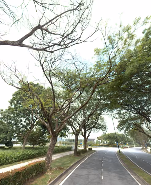 tree photo