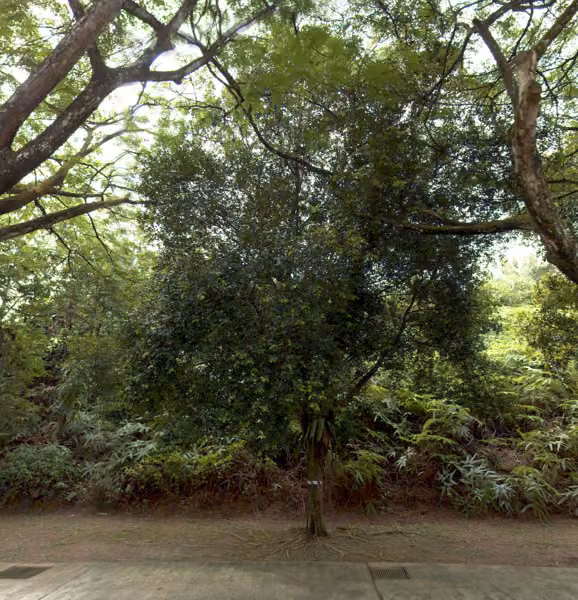 tree photo