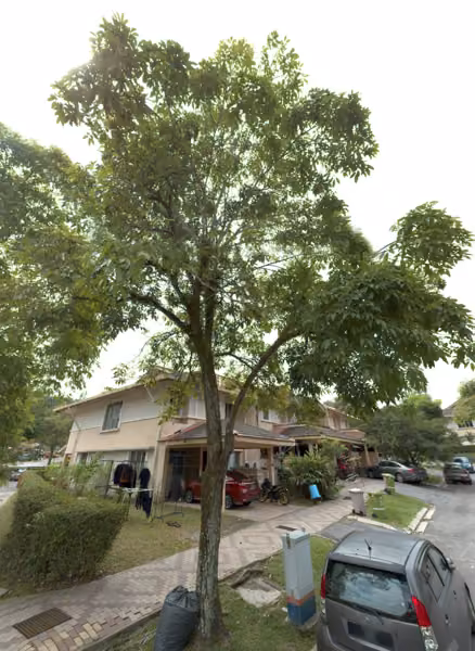 tree photo