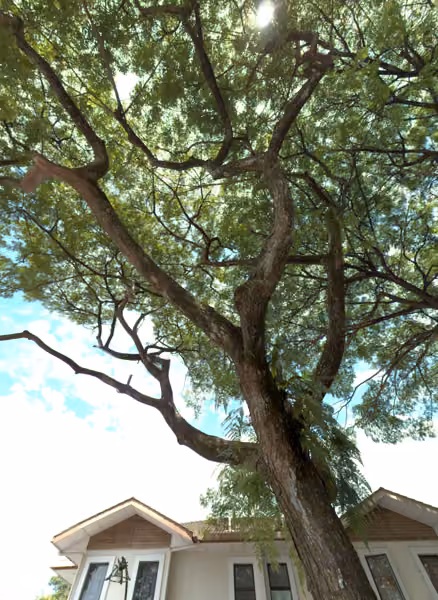 tree photo