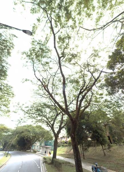 tree photo