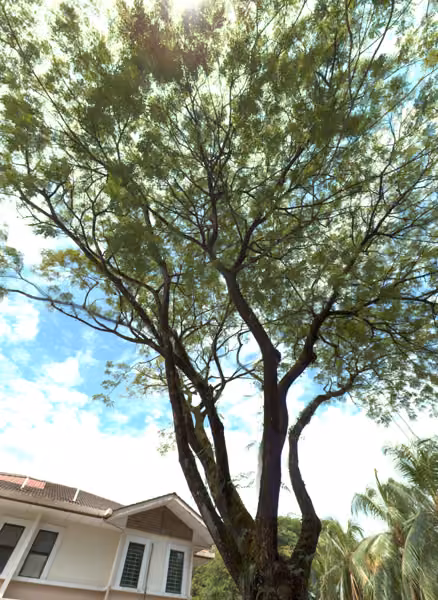 tree photo