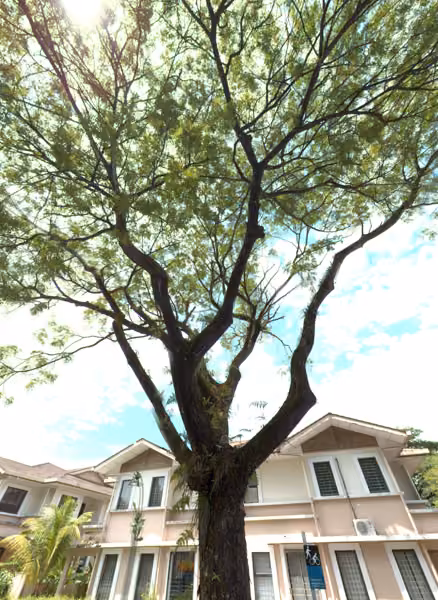 tree photo