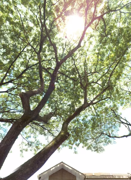 tree photo