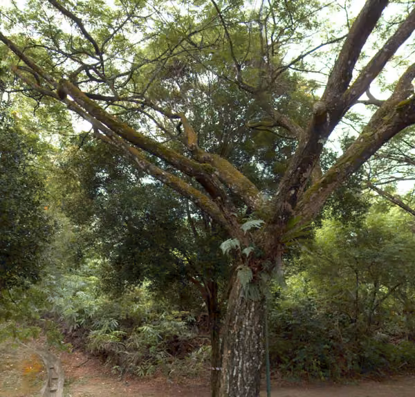 tree photo