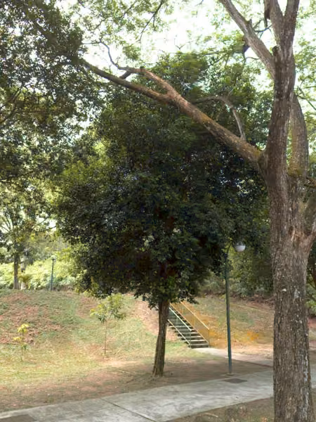 tree photo