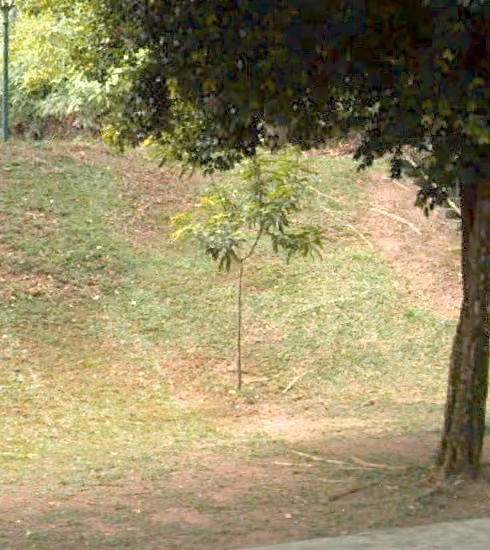 tree photo