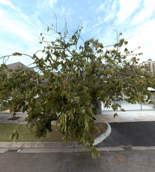 tree photo