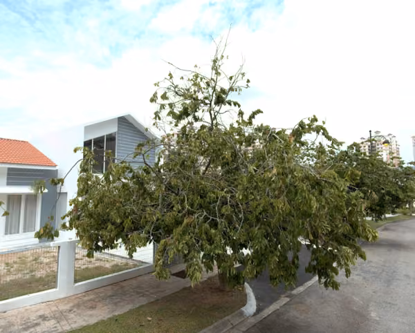 tree photo