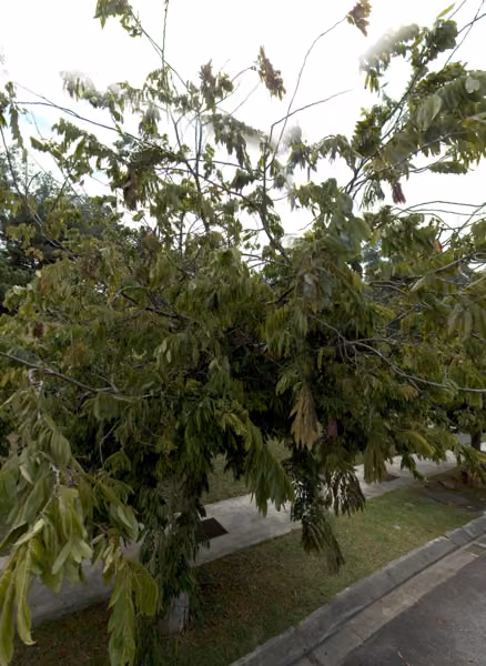 tree photo