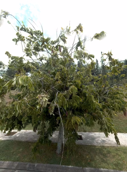 tree photo