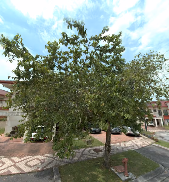 tree photo