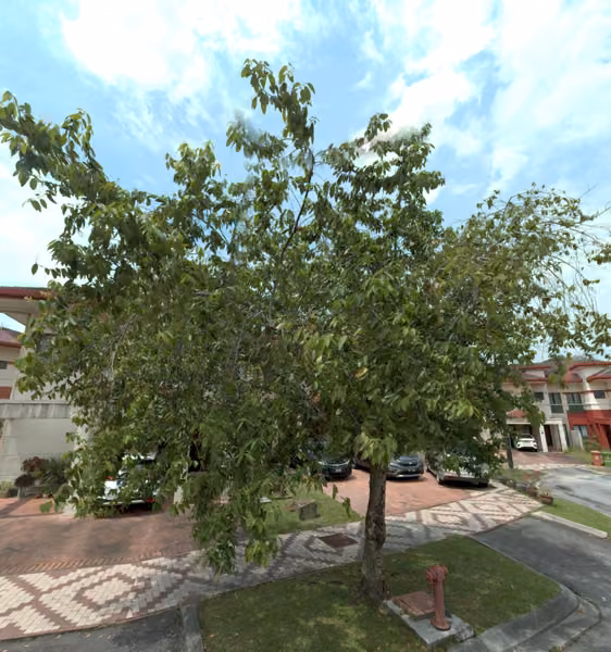 tree photo