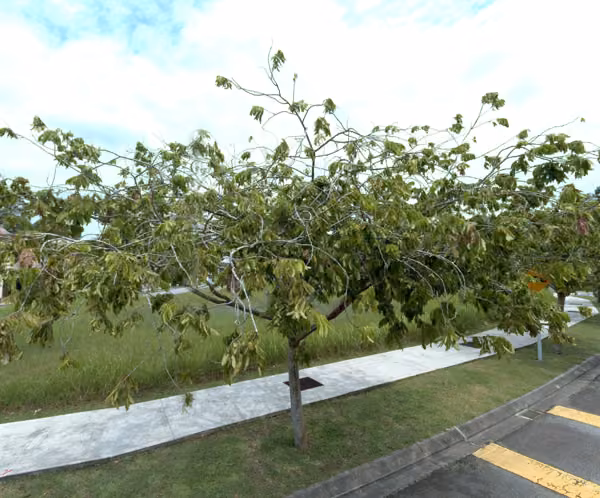 tree photo