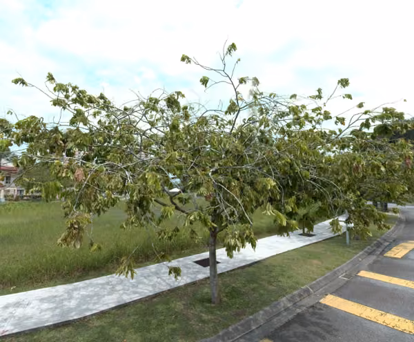 tree photo