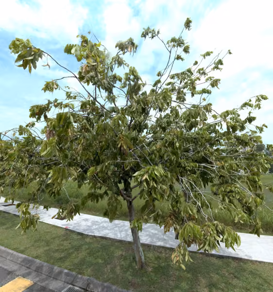 tree photo