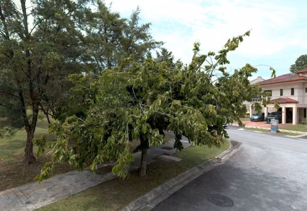 tree photo