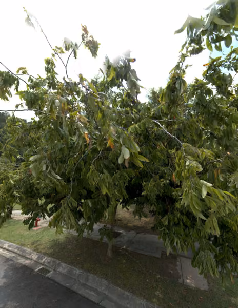 tree photo