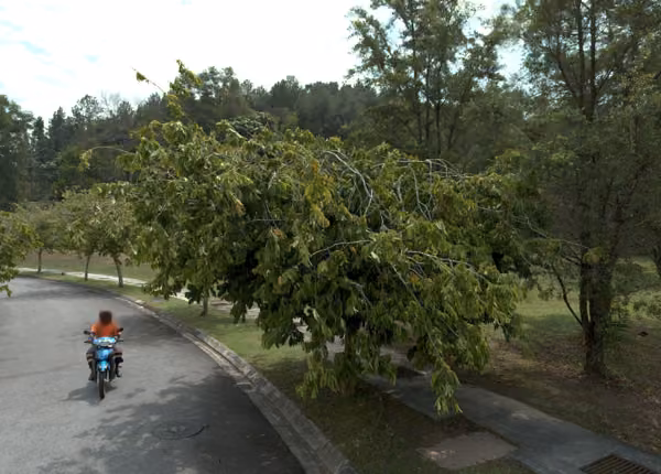 tree photo