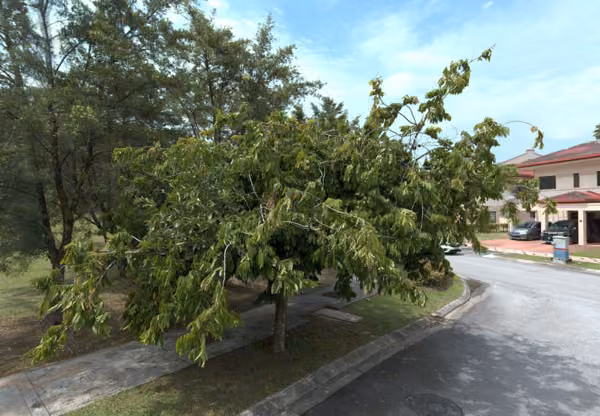 tree photo