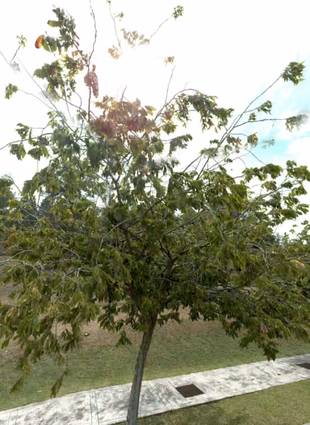 tree photo