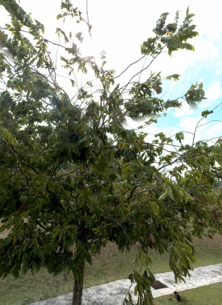 tree photo