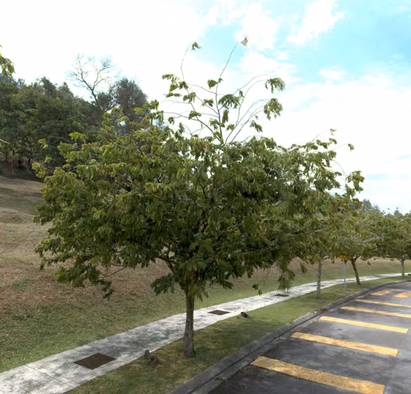 tree photo