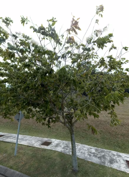 tree photo