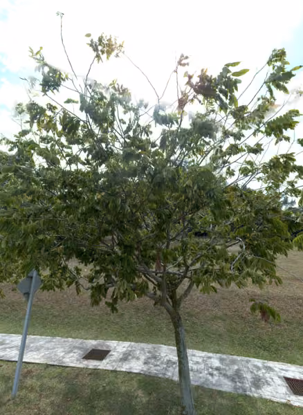 tree photo
