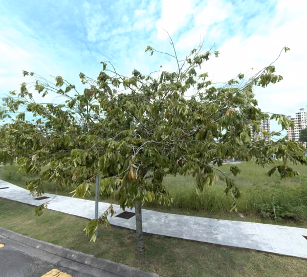 tree photo