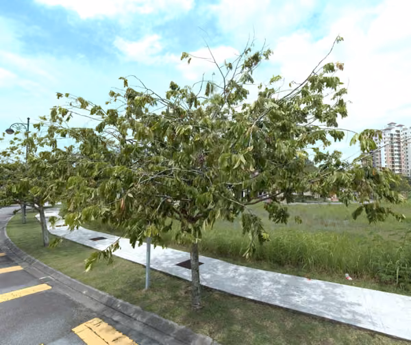 tree photo