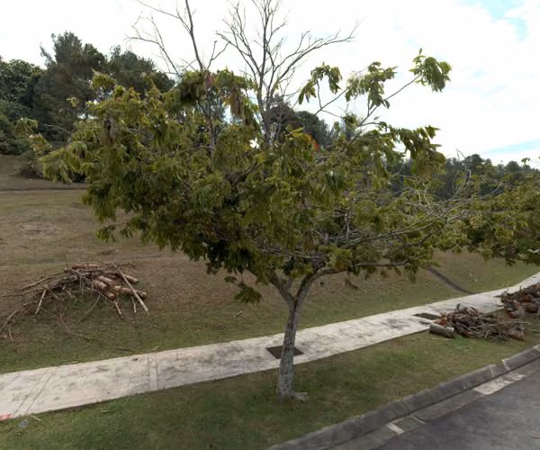 tree photo