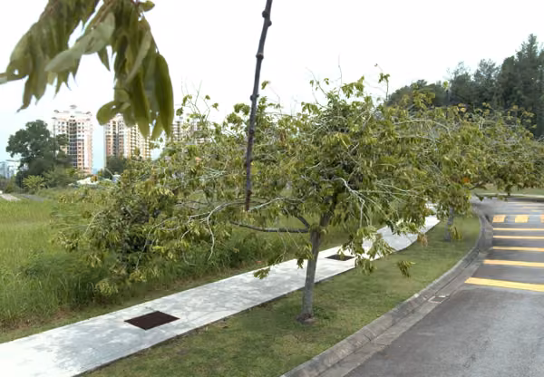 tree photo