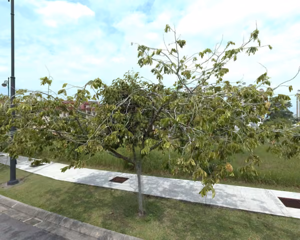 tree photo