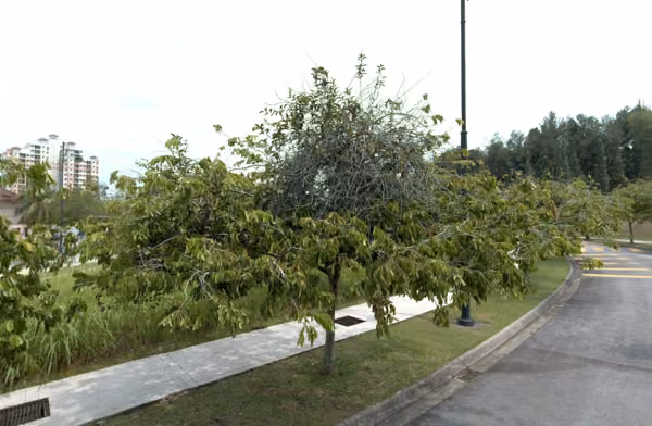tree photo