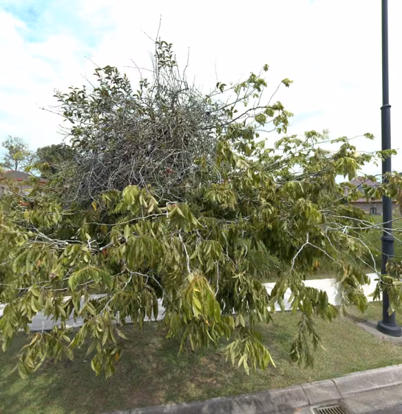 tree photo