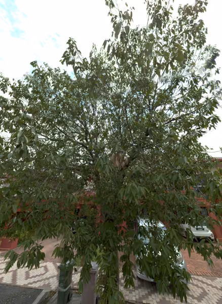tree photo