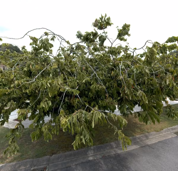 tree photo