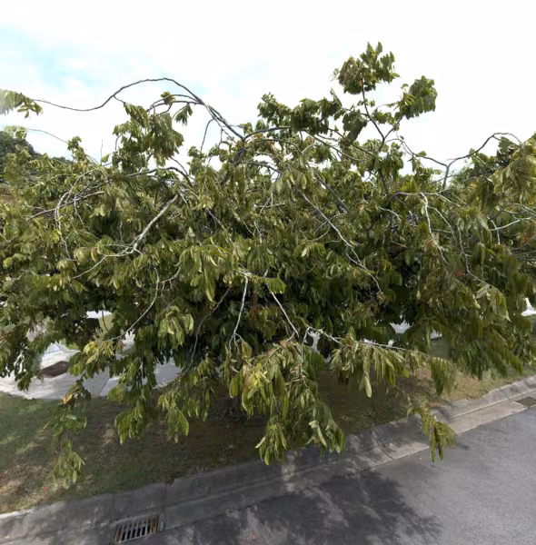 tree photo