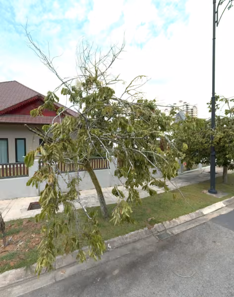 tree photo