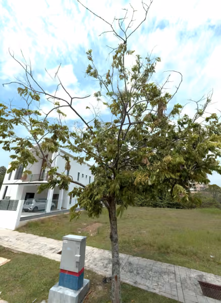 tree photo