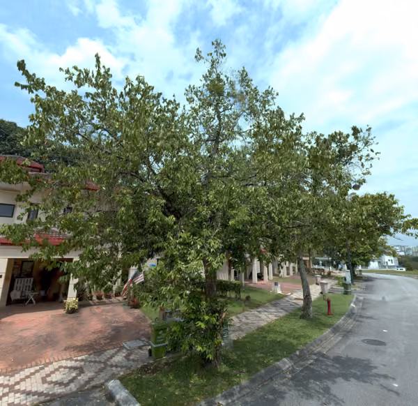 tree photo