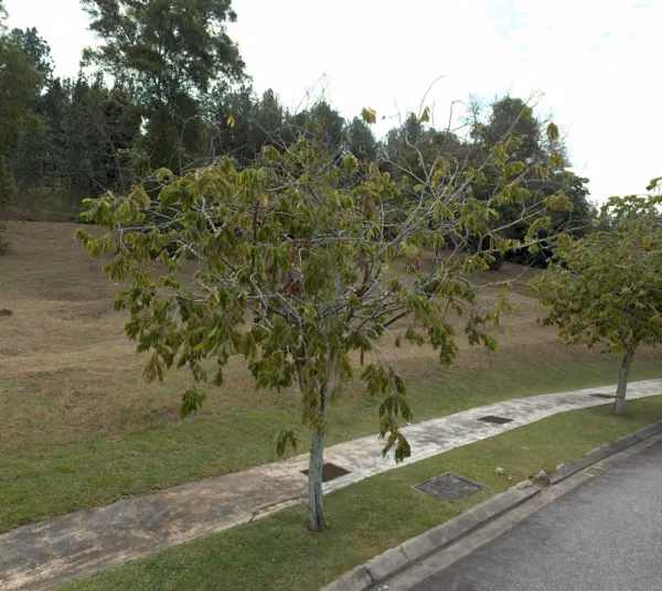tree photo