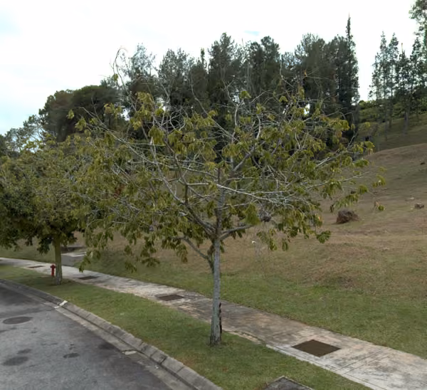 tree photo