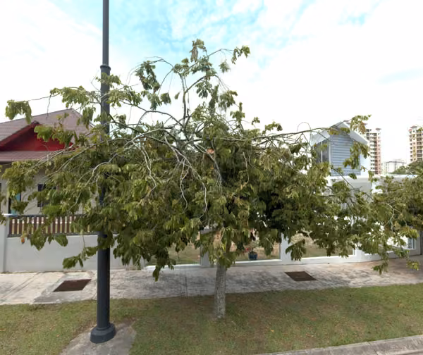 tree photo