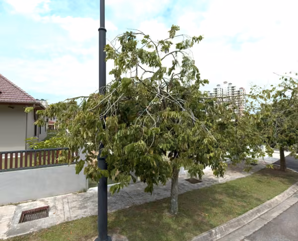 tree photo