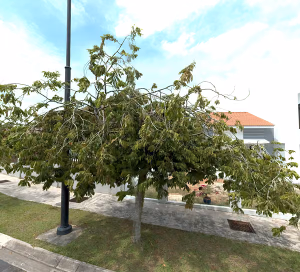 tree photo