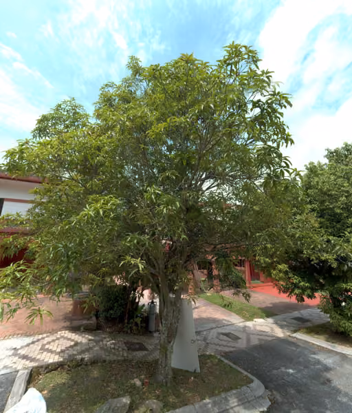 tree photo