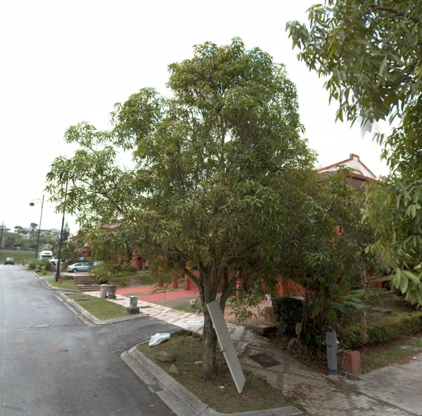 tree photo