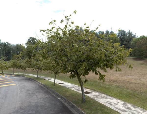 tree photo